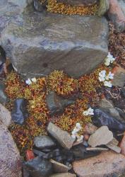 Veronica cheesemanii subsp. cheesemanii. Habit. Rainbow Ski Field, Marlborough.
 Image: P.J. Garnock-Jones © P.J. Garnock-Jones CC-BY-NC 3.0 NZ